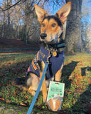JR PET PURE SALMON TRAINING TREATS 85G - BEST BEFORE OCT 2024
