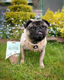 JR PET PURE SALMON TRAINING TREATS 85G - BEST BEFORE OCT 2024