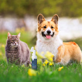 BEYOND CLEAN LUXE PAW CLEANSER