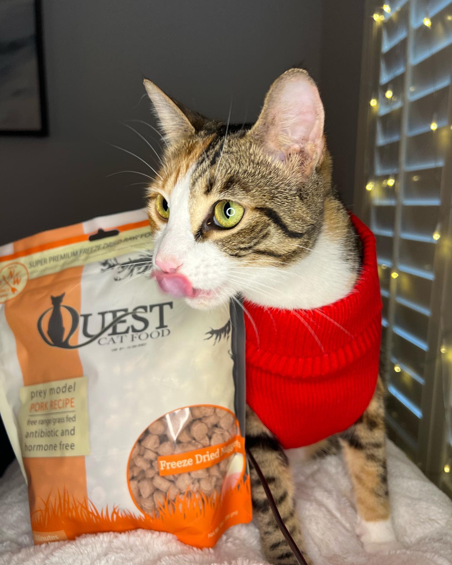 STEVE S REAL FOOD QUEST FREEZE DRIED RAW CAT FOOD PORK 10oz. LOYALTY CO